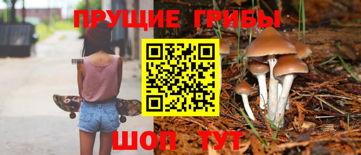Псилоцибиновые грибы мицелий Новоалтайск